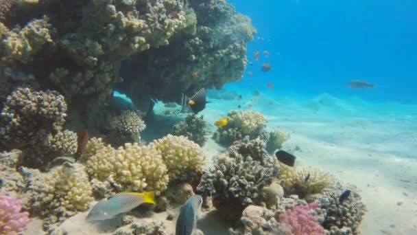 Unicornio Columna Naranja Nadando Colorido Arrecife Coral Cámara Lenta — Vídeo de stock