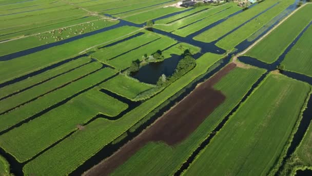 Aerial Drone Shot Repülő Felett Holland Polder Farm Land — Stock videók