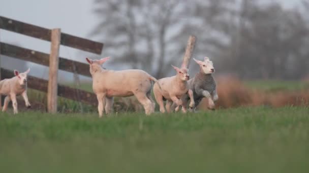 Vários Cordeiros Recém Nascidos Felizes Correndo Pulando Juntos Campo Grama — Vídeo de Stock