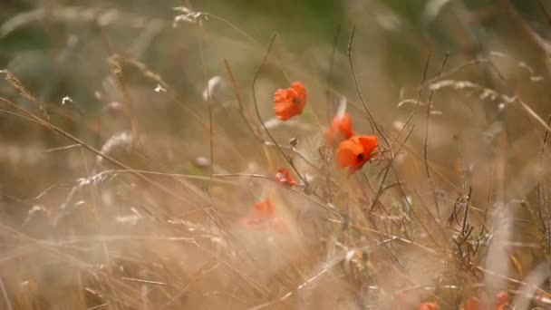 Piękny Film Statyczny Shot Red Poppies Blowing Wind — Wideo stockowe