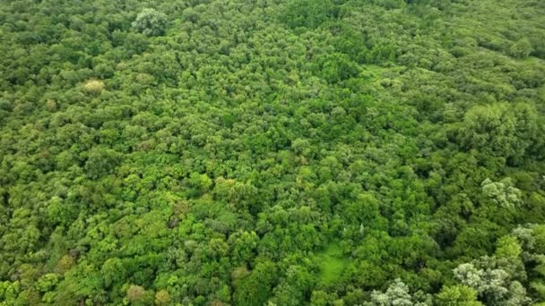 Drone Aéreo Disparou Sobrevoando Grande Floresta Decídua Holandesa — Vídeo de Stock