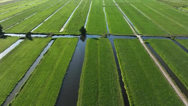 Aerial Drone Shot Volando Sobre Dutch Polder Farm Waterways Cálido — Vídeos de Stock