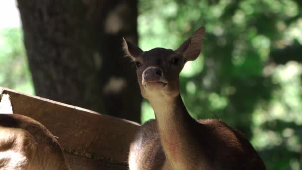 雌鹿を閉じ 若いカンガルーの赤ちゃんと一緒に日陰に立って — ストック動画