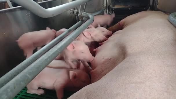 Matka Prase Krmení Své Dítě Selata Porodí Bedny Prasečích Farmách — Stock video