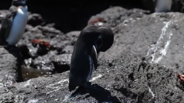 Primo Piano Galapagos Penguin Rock Preening Giorno Sole Spheniscus Mendiculus — Video Stock