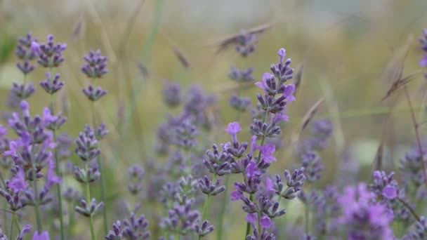 꽃식물인 라벤더 식물은 식물들 바람을 날아간다 — 비디오