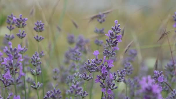 Lavanda Planta Plantas Com Flores Família Hortelã Atirar Vento Suave — Vídeo de Stock