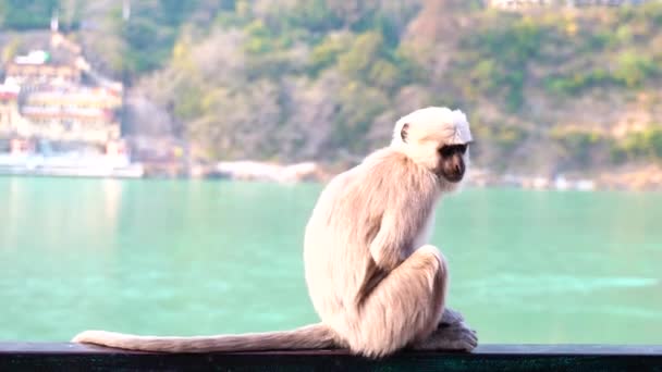 Affe Genießt Den Blick Auf Die Große Wasserfläche Mit Siedlung — Stockvideo