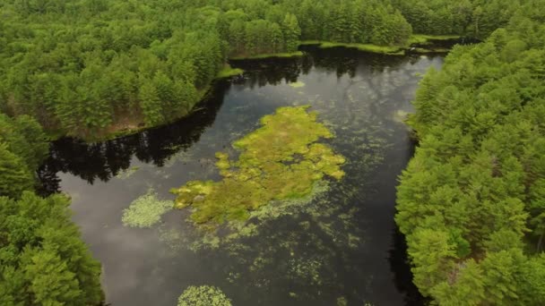 Weelderig Groen Bos Weerkaatst Van Het Prachtige Glazen Oppervlak Van — Stockvideo