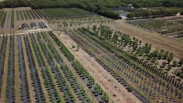 Drone Beelden Toont Talloze Bomen Geplant Een Rechte Lijn Evenals — Stockvideo