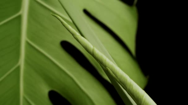 Beroemde Monstera Deliciosa Plant Met Ontrollend Blad Tracking Shot — Stockvideo