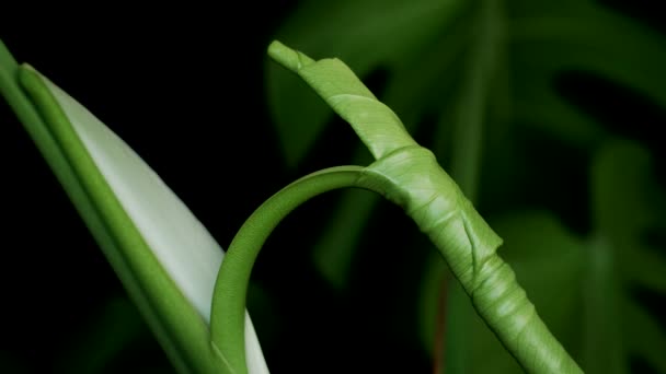 Blatt Der Tropischen Pflanze Monstera Deliciosa Entfalten Nahaufnahme — Stockvideo