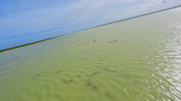 Spettacolare Inseguimento Fpv Colpo Volare Fenicotteri Rosa Selvatici Sul Mare — Video Stock