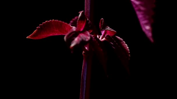 科雷斯特红丝绒植物在黑暗的背景下 跟踪射击 — 图库视频影像