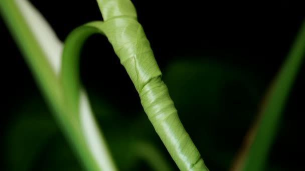 Sprouting Leaf Monstera Deliciosa Roślin Zamknij Się Tracking — Wideo stockowe