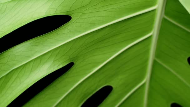 Экзотические Тропические Растения Огромным Зеленым Листом Monstera Deliciosa Крупный План — стоковое видео