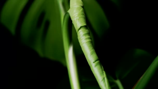 Ett Nytt Blad Monstera Leaf Fortfarande Vikt Tillstånd Selektiv Inriktning — Stockvideo