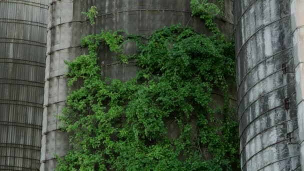 Cultivando Plantas Rastejantes Silos Abandonados Fazenda Medford New Jersey Inclinação — Vídeo de Stock