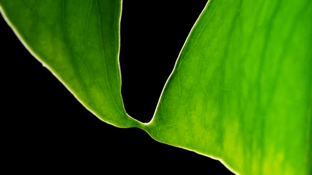 Nahaufnahme Detail Der Grünen Blatt Monstera Pflanze Schwarzem Hintergrund Makro — Stockvideo