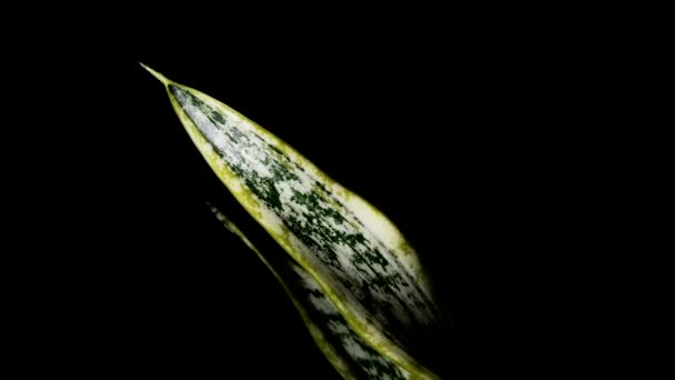 Slangenplant Dracaena Trifasciata Geïsoleerd Zwarte Achtergrond Tracking Shot — Stockvideo