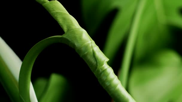 Rolling Leaf Monstera Deliciosa Indoor Plant Primer Plano — Vídeos de Stock