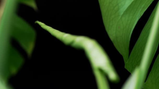 Defocus New Spring Leaf Monstera Nicht Völlig Entfalten Selektiver Fokusschuss — Stockvideo