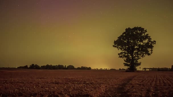 夜空中闪烁着星空 在星群中可以看到极光 背景中的树木 — 图库视频影像