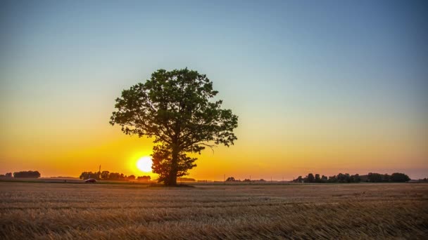 Статичний Постріл Захід Сонця Над Стиглим Пшеничним Полем Вечірній Час — стокове відео