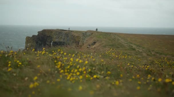 Jasně Žluté Květy Fouká Větru Vrcholu Útesu Blízkosti Pobřeží Jižního — Stock video