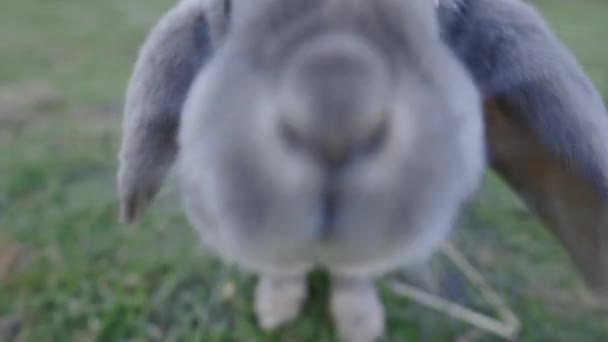 Rabbit Bunny Sniffing Starring Camera — Stock Video