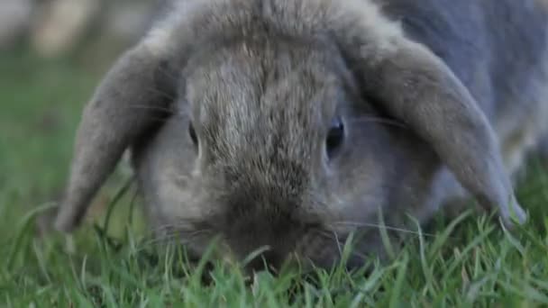 Niedliche Graue Kaninchen Hase Frisst Frisches Gras Auf Schöner Wiese — Stockvideo