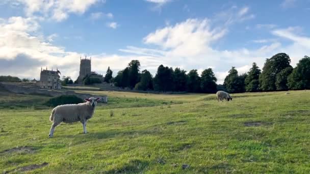 在英格兰格洛斯特郡Cotswolds的Chipping Campden的圣詹姆斯教堂附近的草地上放牧羊 大范围射击 — 图库视频影像