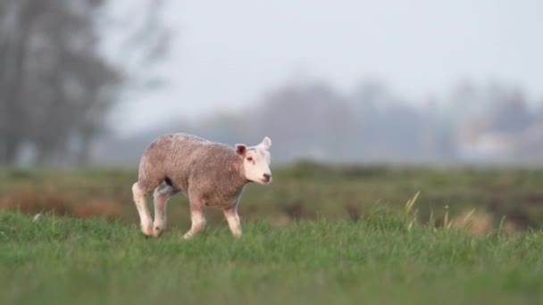 Yavaş Çekim Çayırlarda Koşan Kuzular Yakın Çekim — Stok video