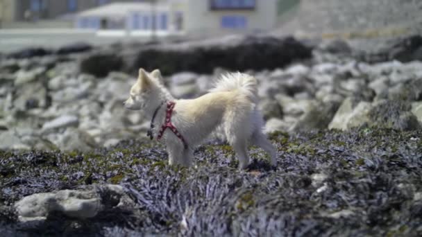 スローモーションで海藻の上に立つ小さな犬 — ストック動画