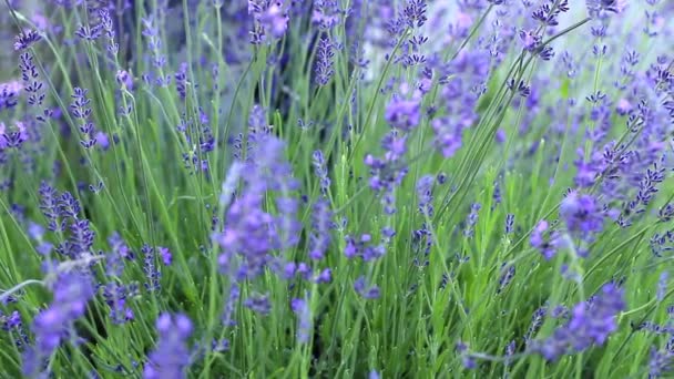 Lavender Plants Field People Stock Footage — Stock Video