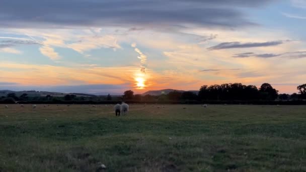 Zwei Glückliche Schafe Laufen Bei Sonnenuntergang Durch Ein Feld Wood — Stockvideo