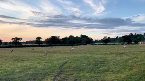 Vaste Pâturage Avec Pâturage Des Moutons Coucher Soleil Dans Allée — Video