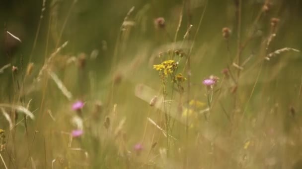 Bella Statica Colpo Messa Fuoco Stretta Fiori Selvatici Circondati Lunghe — Video Stock