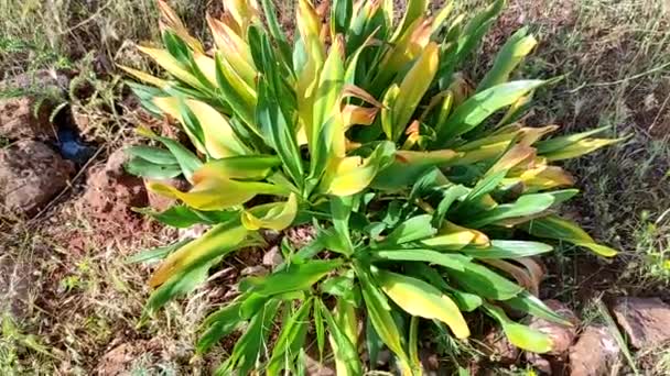 Zelené Mořské Squill Rostlina Drimia Maritima Rostoucí Severu Morocco Mořská — Stock video