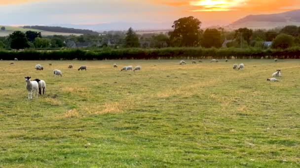 日落时在草地上的一群英国羊 斯坦韦森林 — 图库视频影像