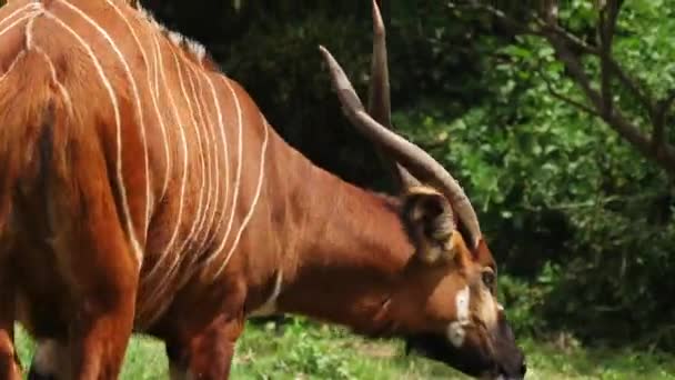 Montagna Orientale Bongo Antelope Alimentazione — Video Stock