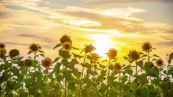 Solsikker Forgrunnen Med Tåkete Gyllen Solnedgang Bakgrunnen – stockvideo