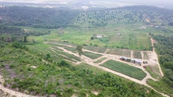 Drone Skott Ananas Plantage Nära Rawang Malaysia Uhd — Stockvideo