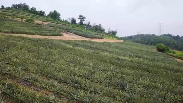 Drone Plans Une Plantation Ananas Près Rawang Malaisie Uhd — Video