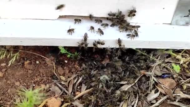 Gros Plan Montre Groupe Abeilles Entrant Dans Une Maison Abeilles — Video