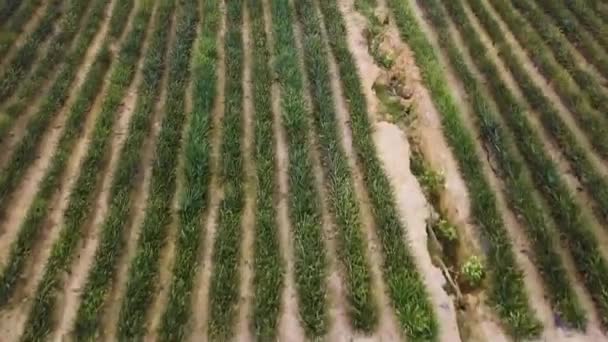Drone Tiros Uma Plantação Abacaxi Perto Rawang Malásia Uhd — Vídeo de Stock