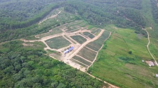 Drone Plans Une Plantation Ananas Près Rawang Malaisie Uhd — Video