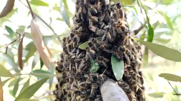 Essaim Abeilles Volé Ruche Rucher Arbre Pour Former Une Nouvelle — Video