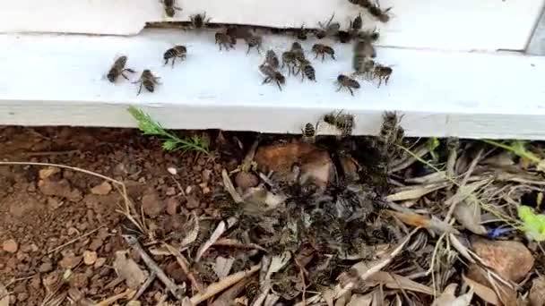 Close Shot Shows Group Bees Entering Bee House Bee Family — Stock Video