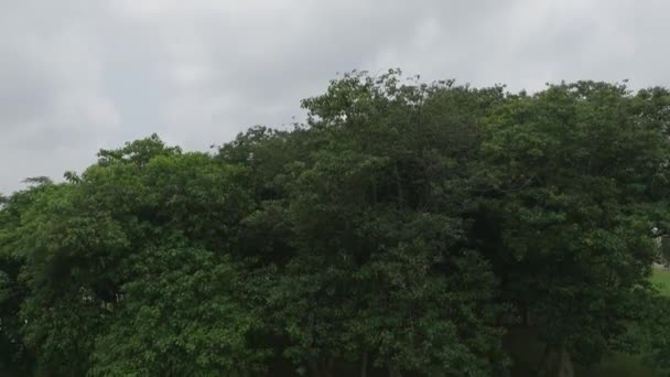 Aerial Zuma Rock Monolit Abuja Nigeria Rośnie Ujawnić Szeroki Strzał — Wideo stockowe